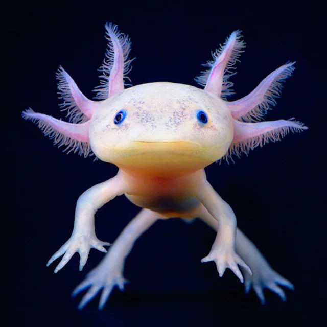 Axolotls.jpg