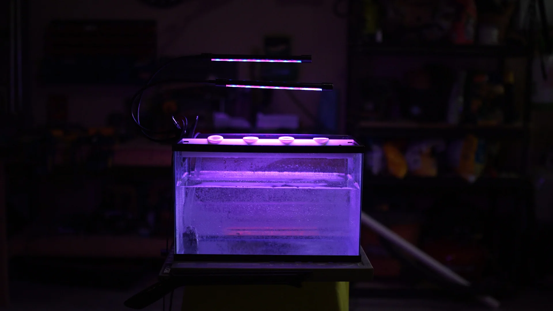 Make your own DIY home aquaponics kit!