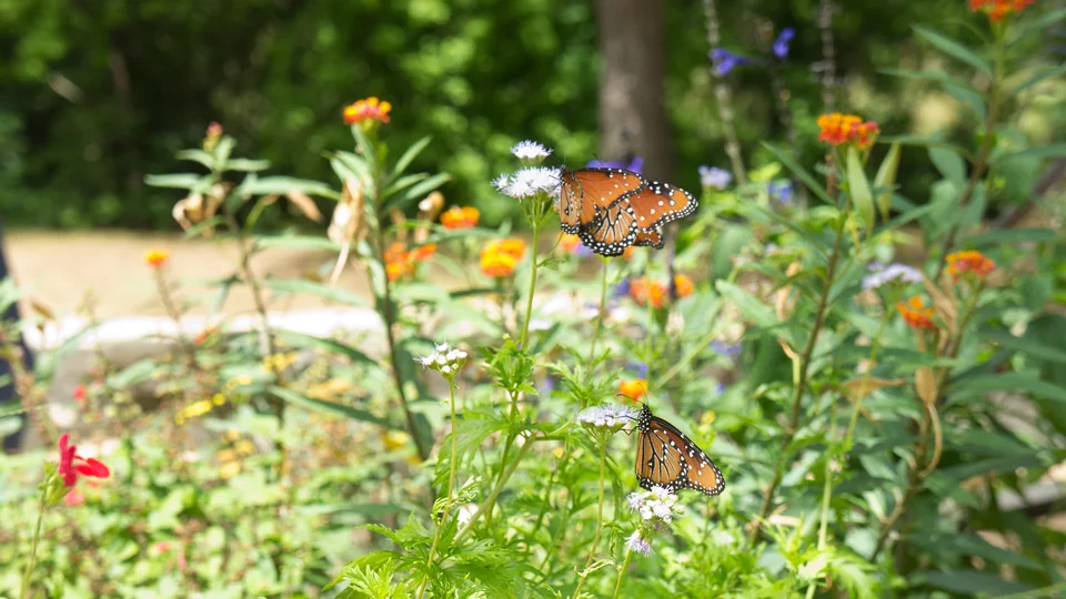 butterfly_garden.jpg