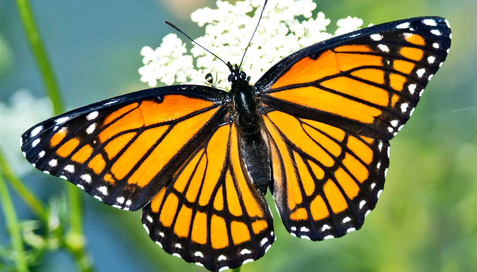 viceroy-butterfly_1600.jpg