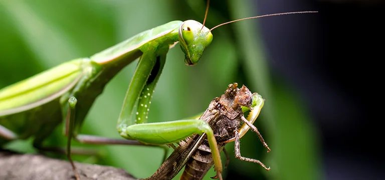 praying-mantis-2.jpg
