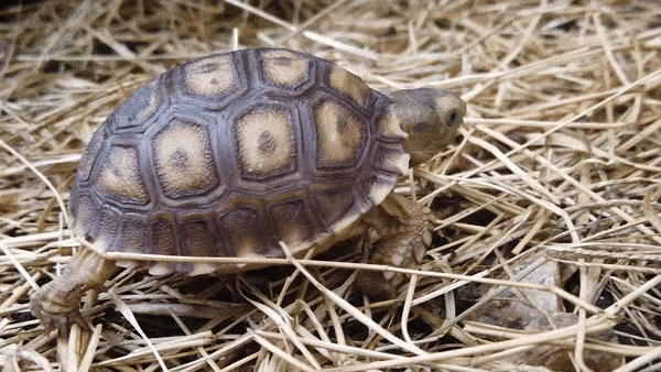 Tortoise Hatchlings — Science Mill