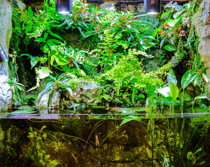 paludarium.jpeg