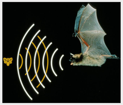 bat-echolocating.gif