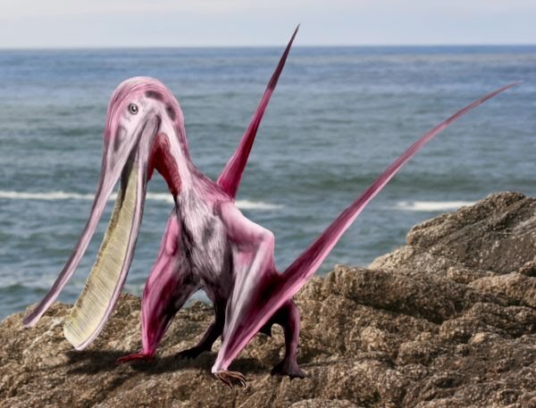   Pterodaustro  could have used its curved jaws, filled with hundreds of needle-like teeth, to strain tiny critters from the water—like modern-day flamingos. (artist: N. Tamura) 