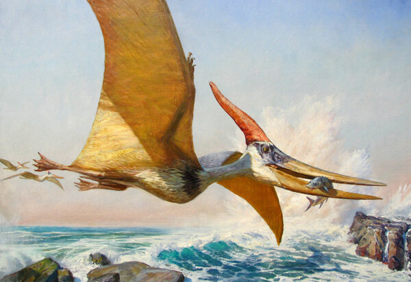  Toothless  Pteranodon  likely soared over the prehistoric seas, gulping down fish like a pelican. (artist: James Gurney) 