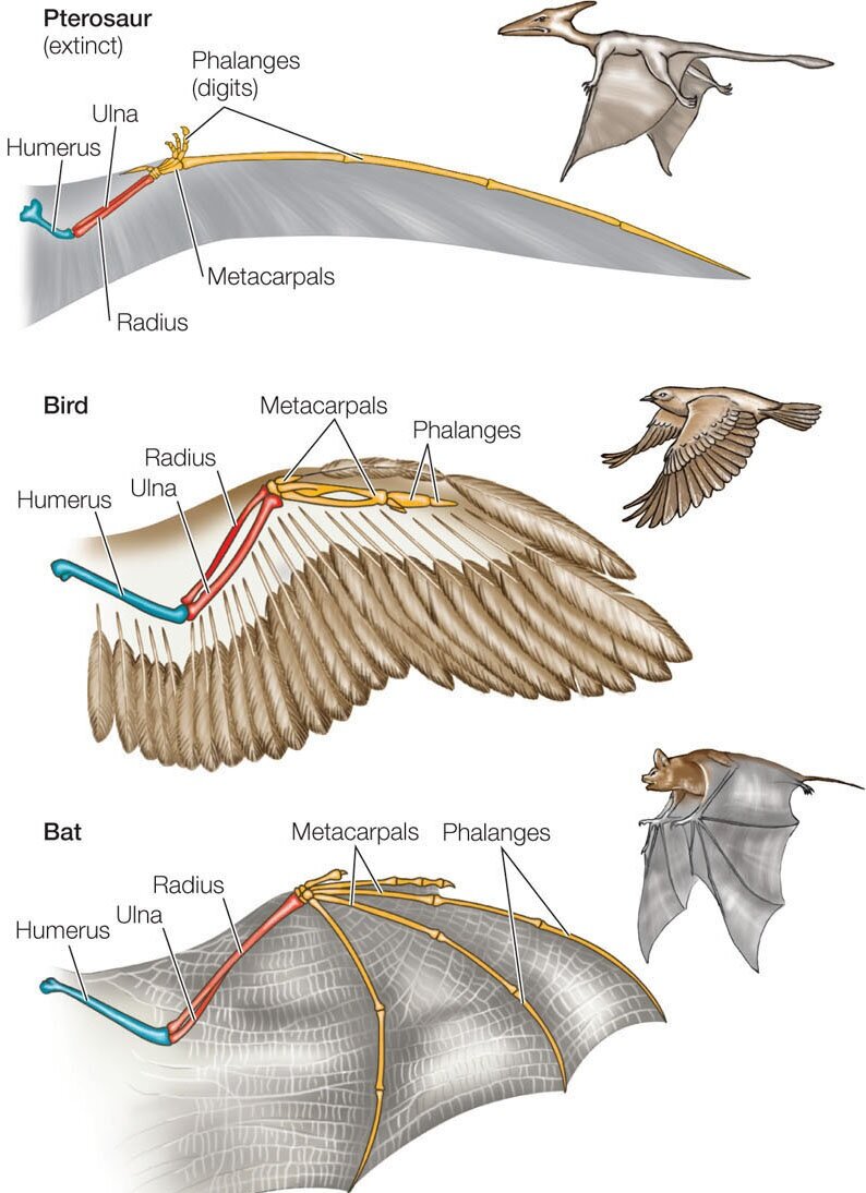 Pterosaurs and Birds - How do they compare? - Dumbacher Lab