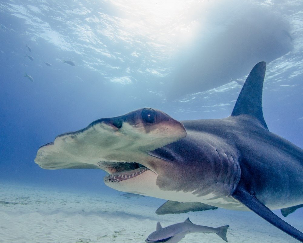 Local Shark Scientists Explain Why There Are So Many Shark Attacks in  Hawai'i