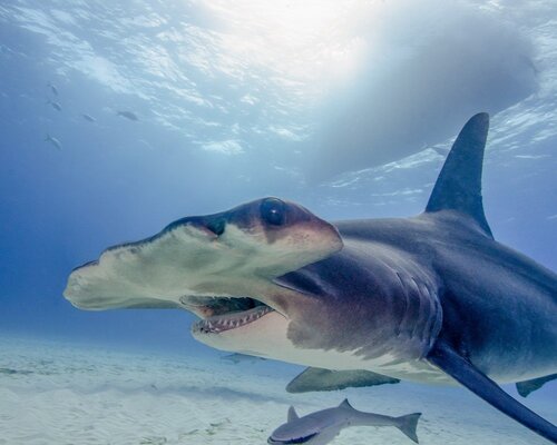 Shark facts: Conservation Status, Habitat, Diet & FAQs