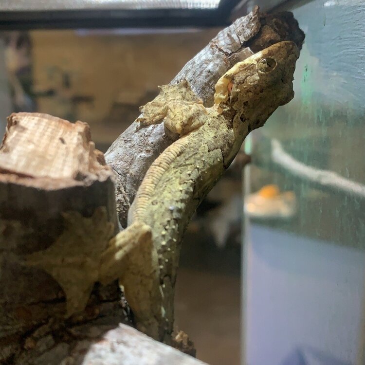 Gecko.jpg