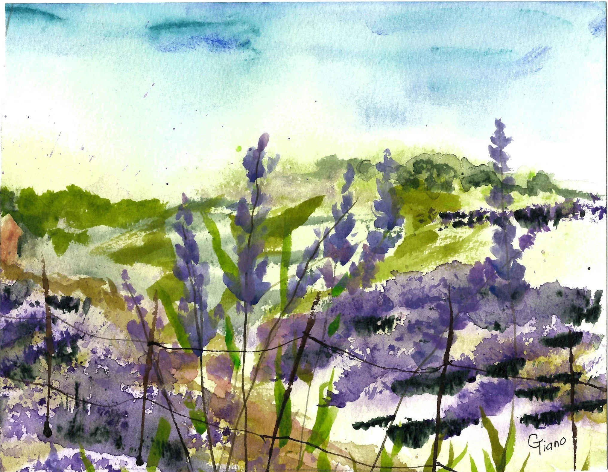 Blanco Lavender Festival