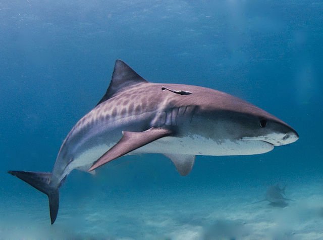 10 cool things about sharks