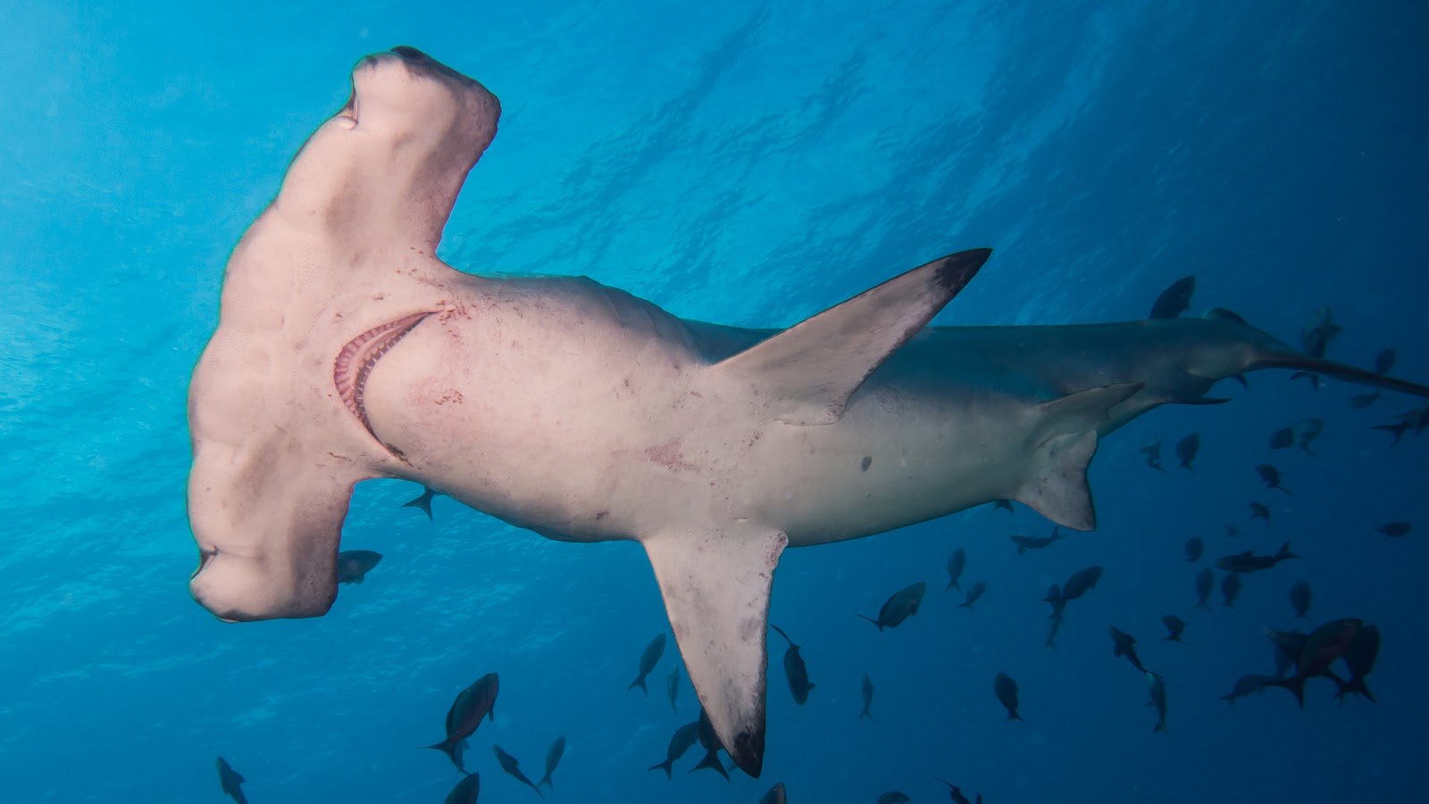 Simply Fintastic: The Top 10 Sharks That Aren’t a Great White — Science ...
