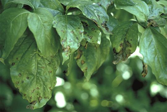 anthracnose.jpeg