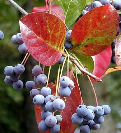 Tupelo berries and fall color