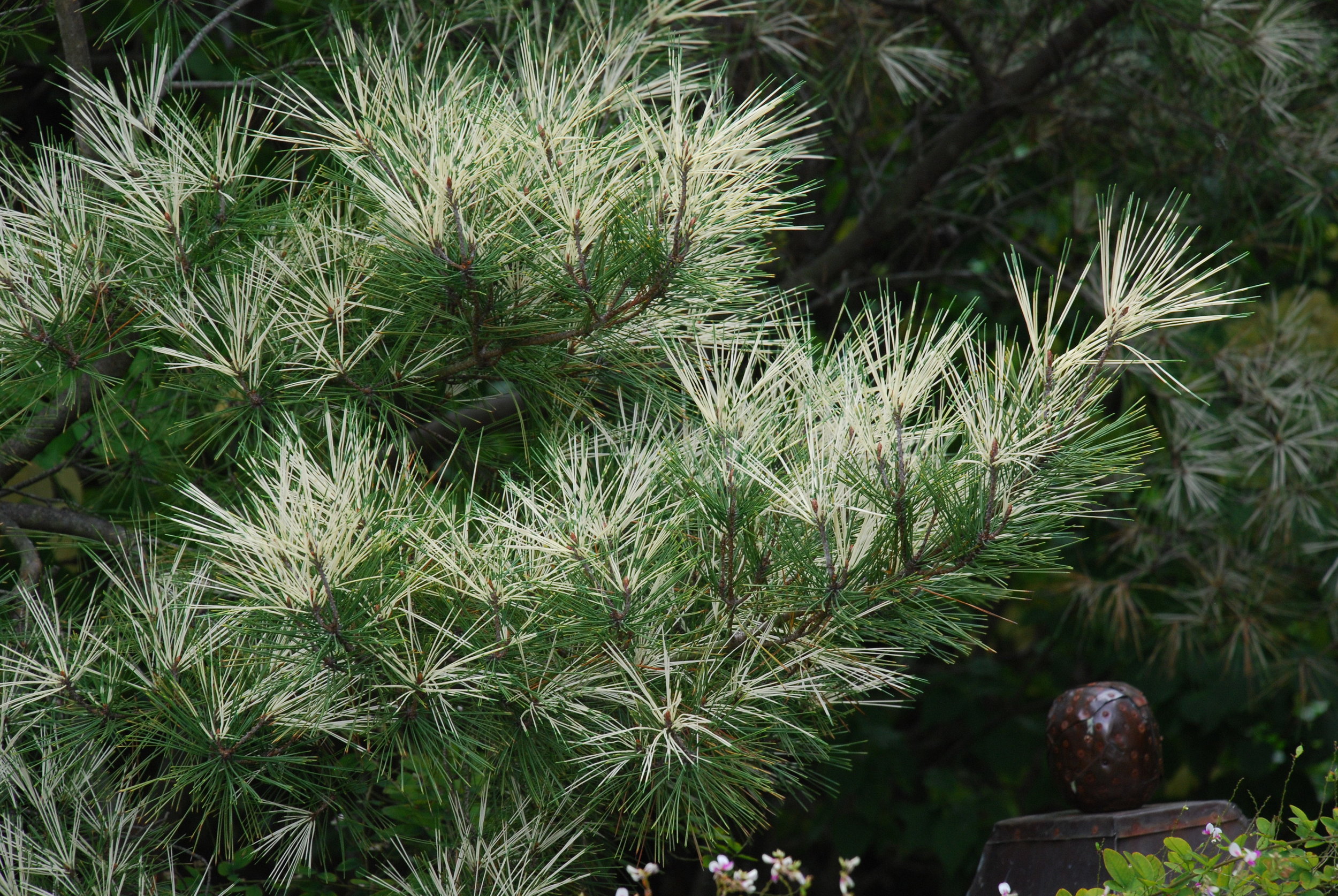Image via What Grows There