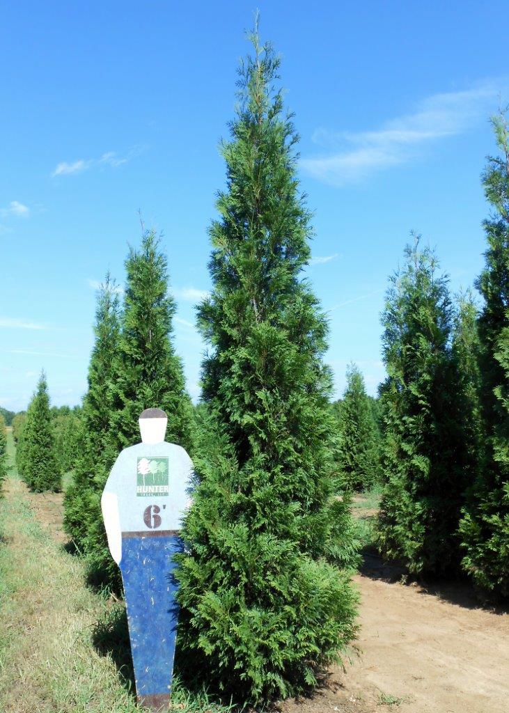Image via Hunter Trees