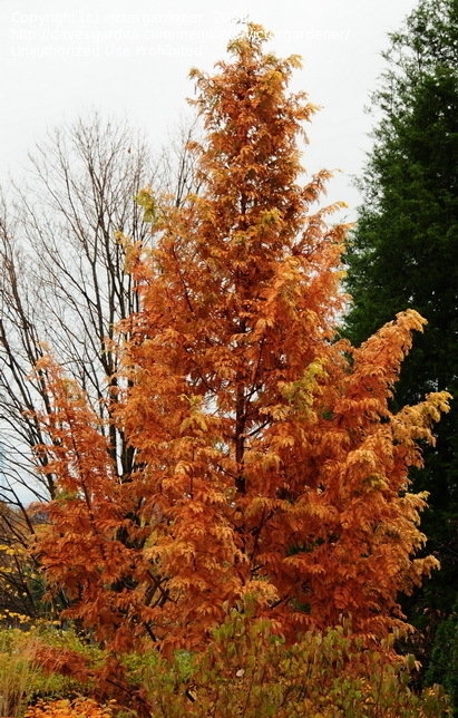 Image via Dave's Garden