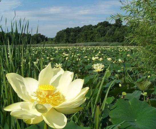 Image via Erie County Master Gardener Blog