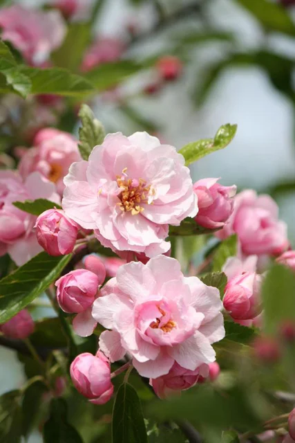 Image via Park City Nursery