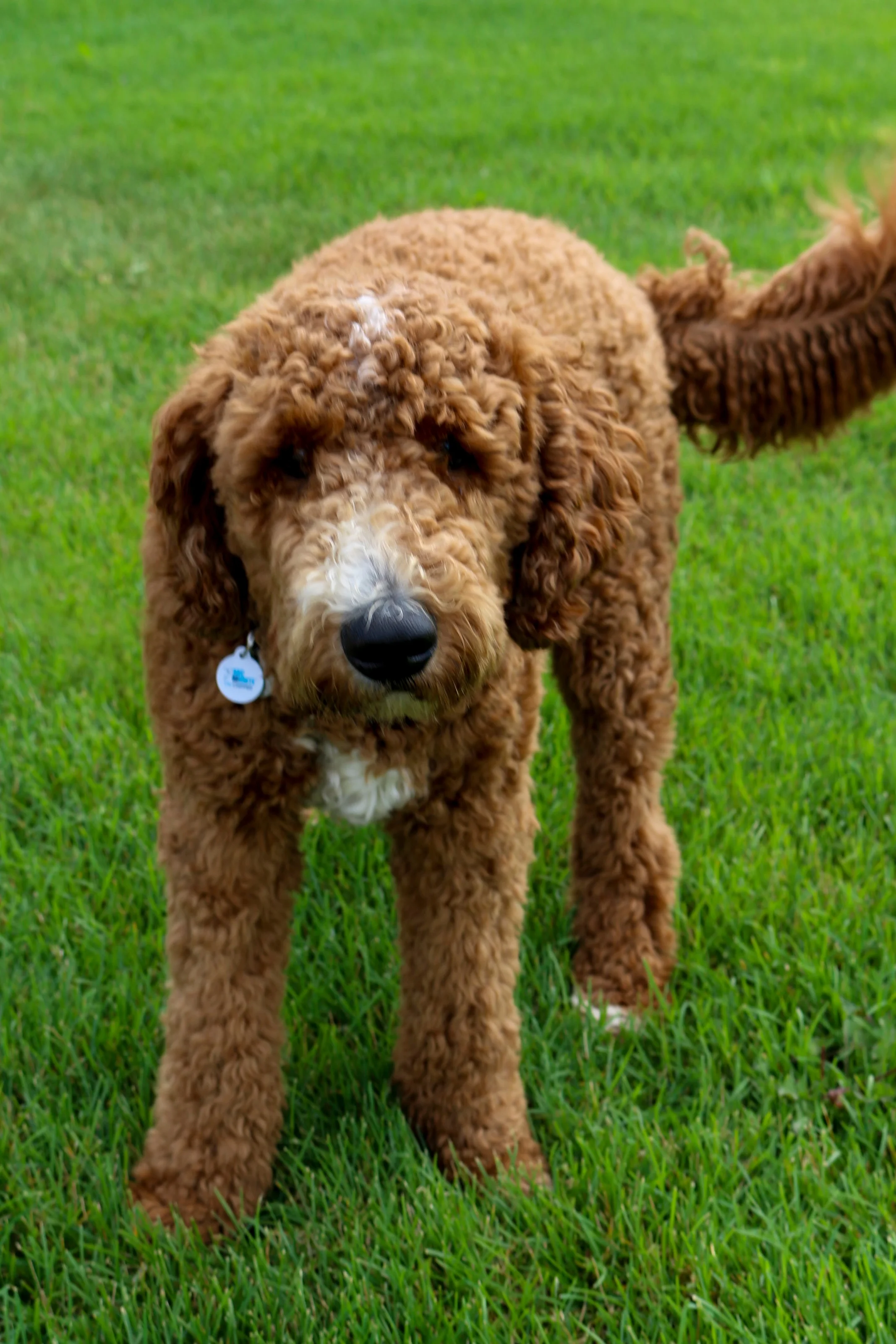 Teddy_IMG_8653.jpg