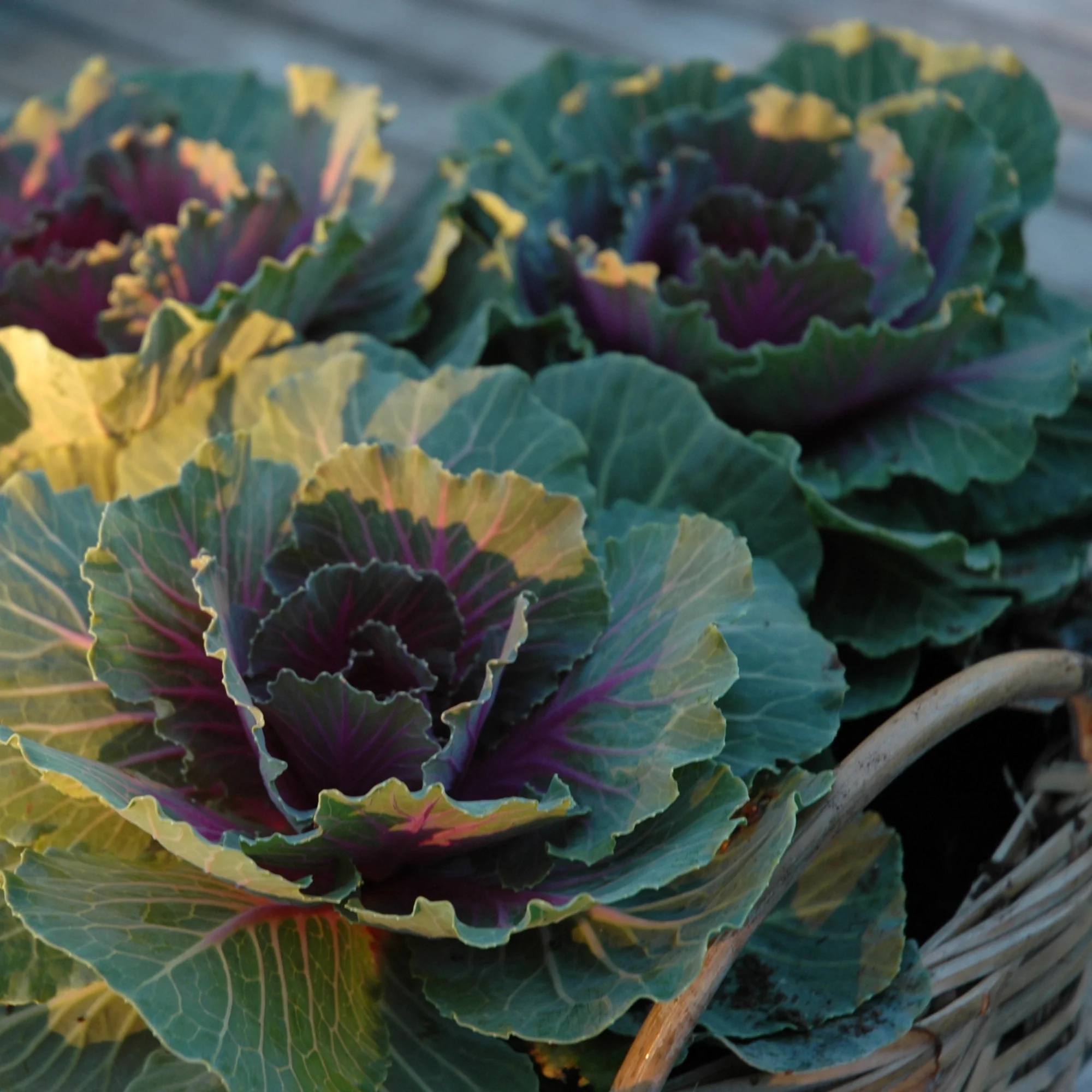 floweringcabbage.jpg