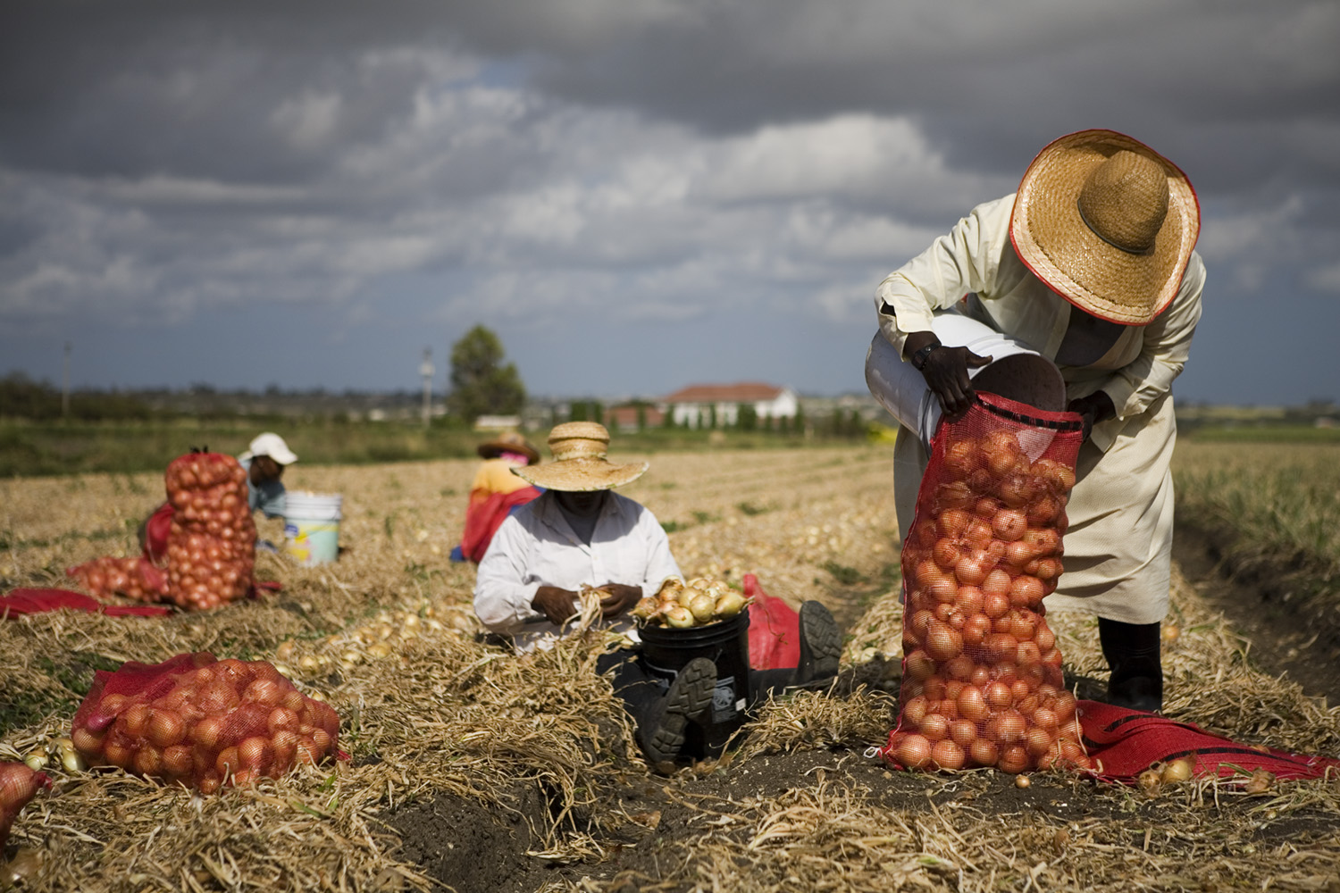 onion_pickers.jpg
