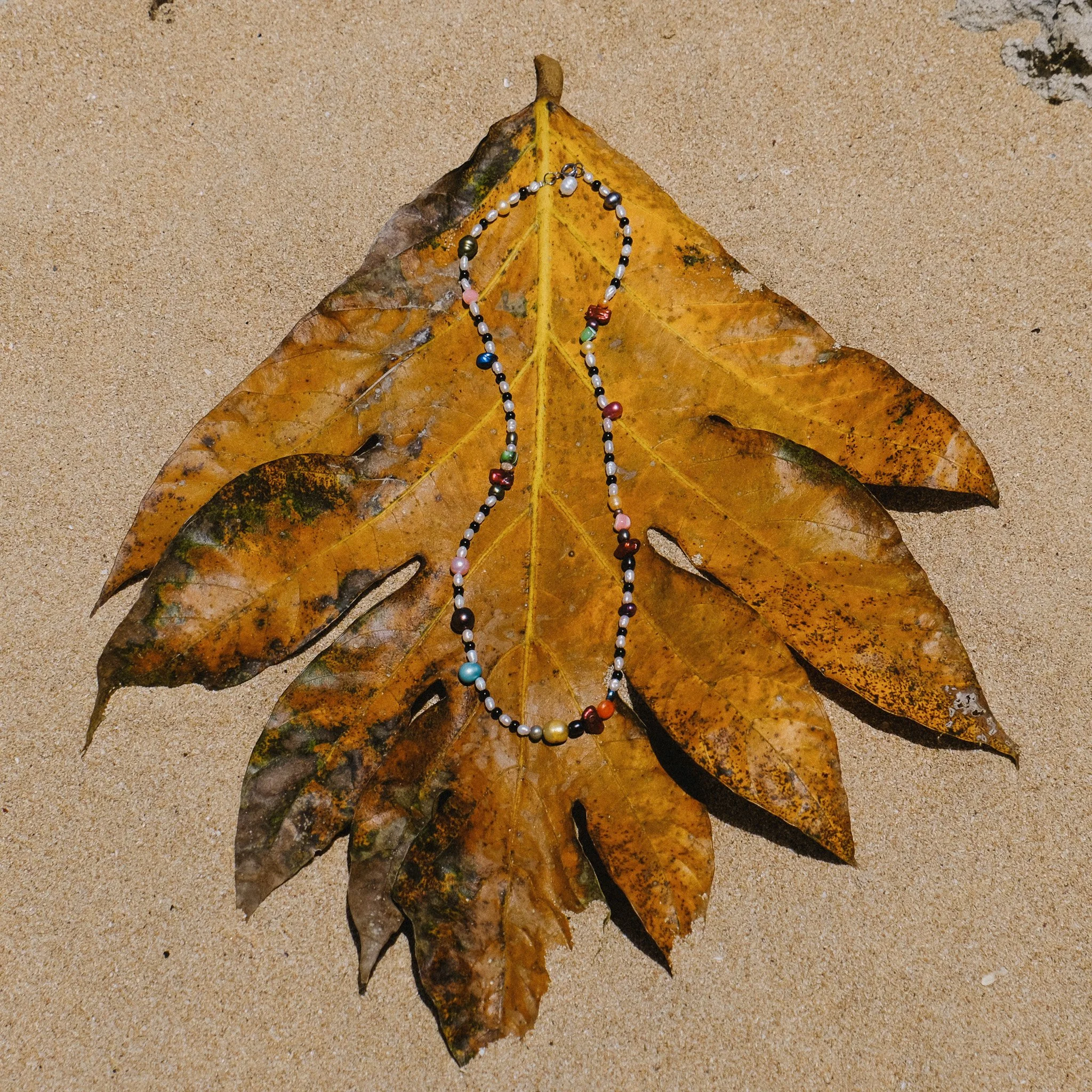 DSCF1478.jpg