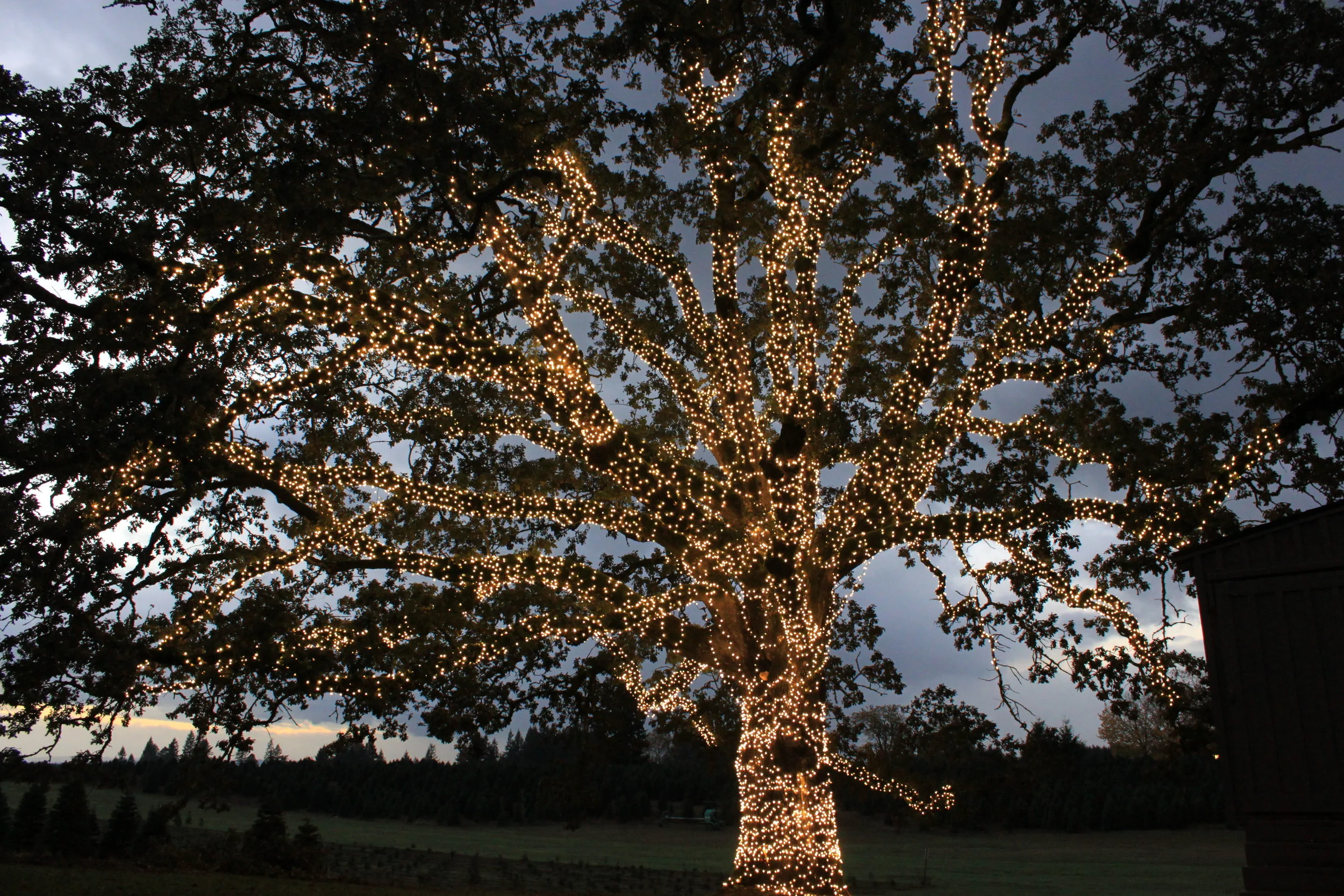 Redland Family Farm UCut Christmas Trees and Holiday Events in