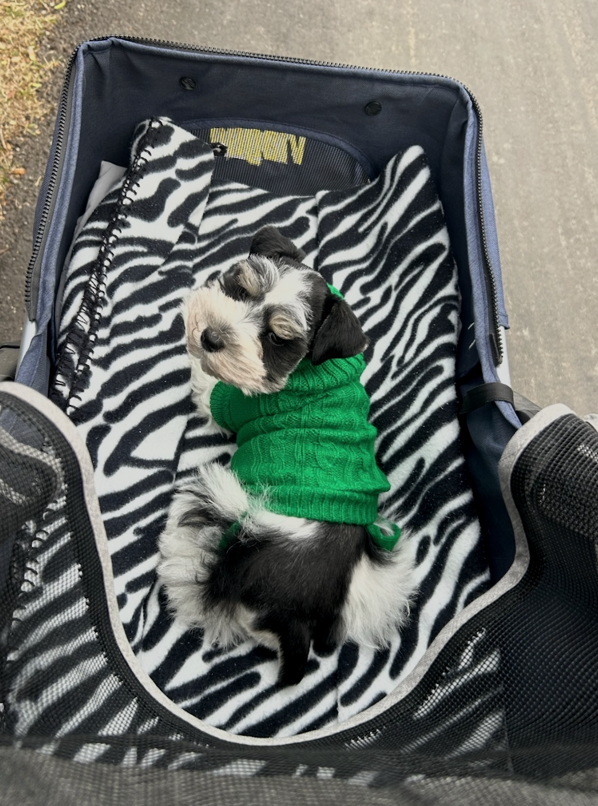 Things Have Gotten a Little Hairy with Winston