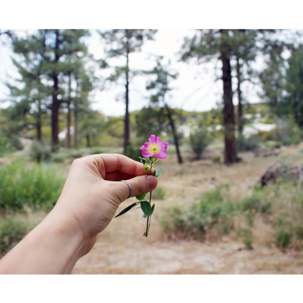 roseforyou?.jpg
