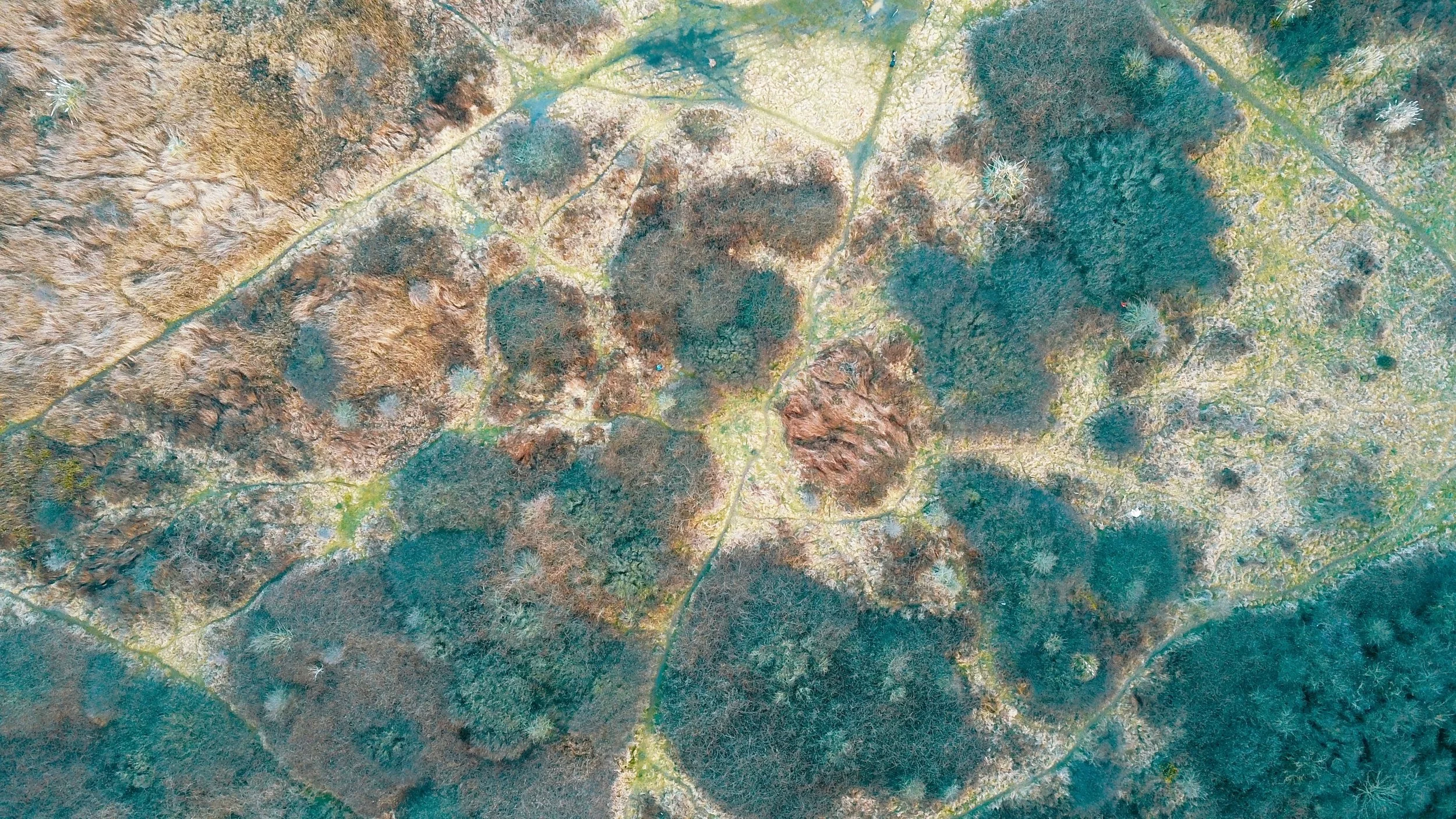 The gut and microbiome