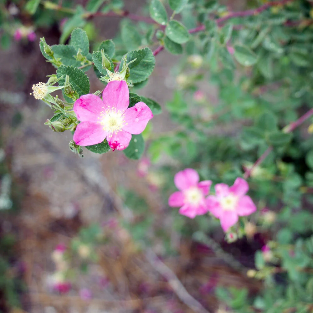 Triggered? This can help. 