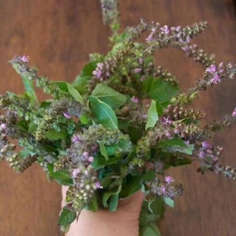 Tulsi medicine