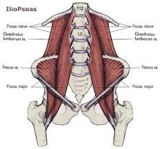 The psoas muscle and gut tension