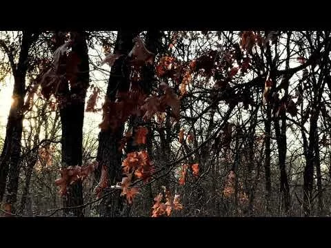 Death In The Woods