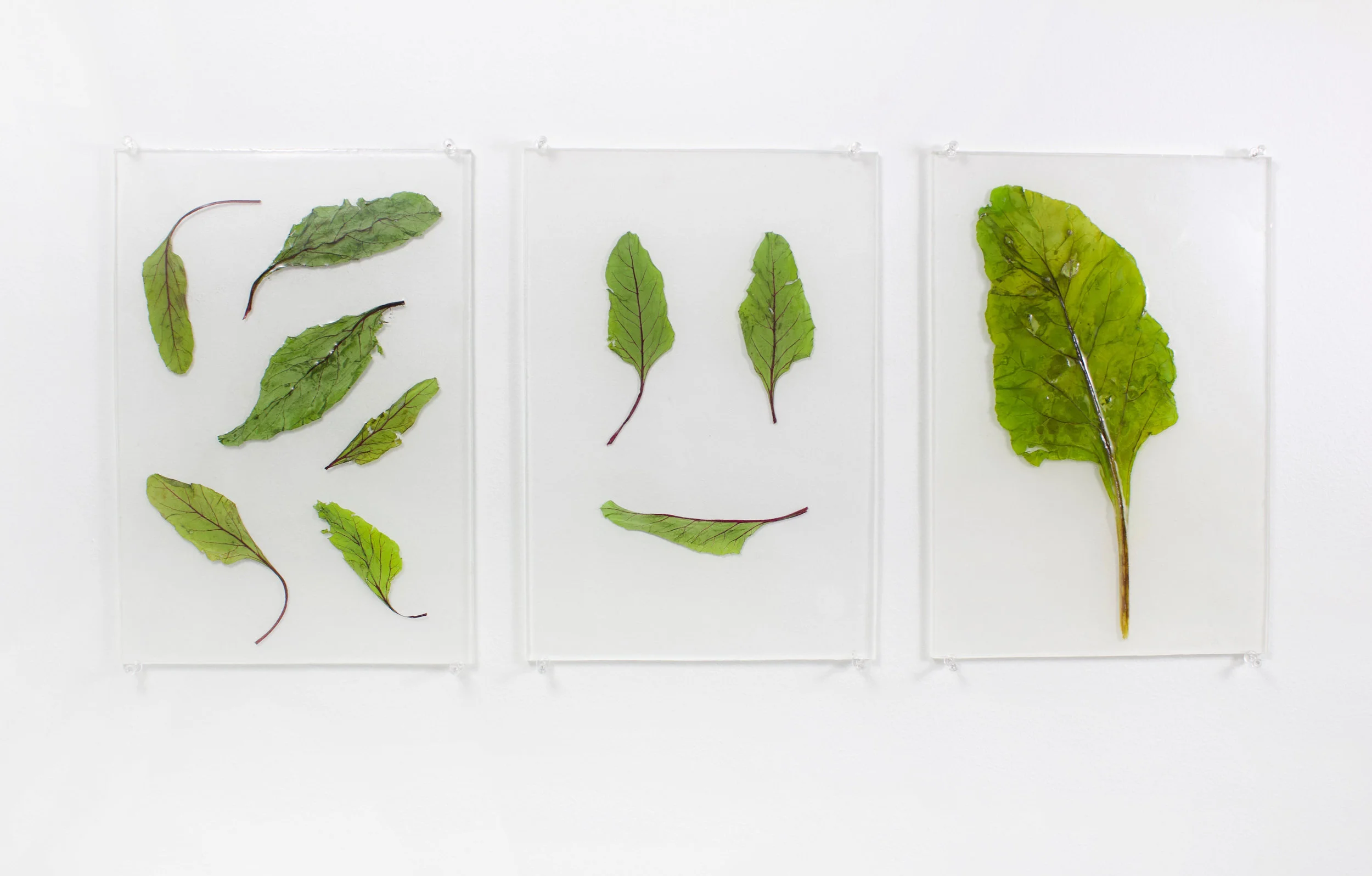Beet Leafs Encased in Resin For the collaboration with Likewise Magazine Issue Two