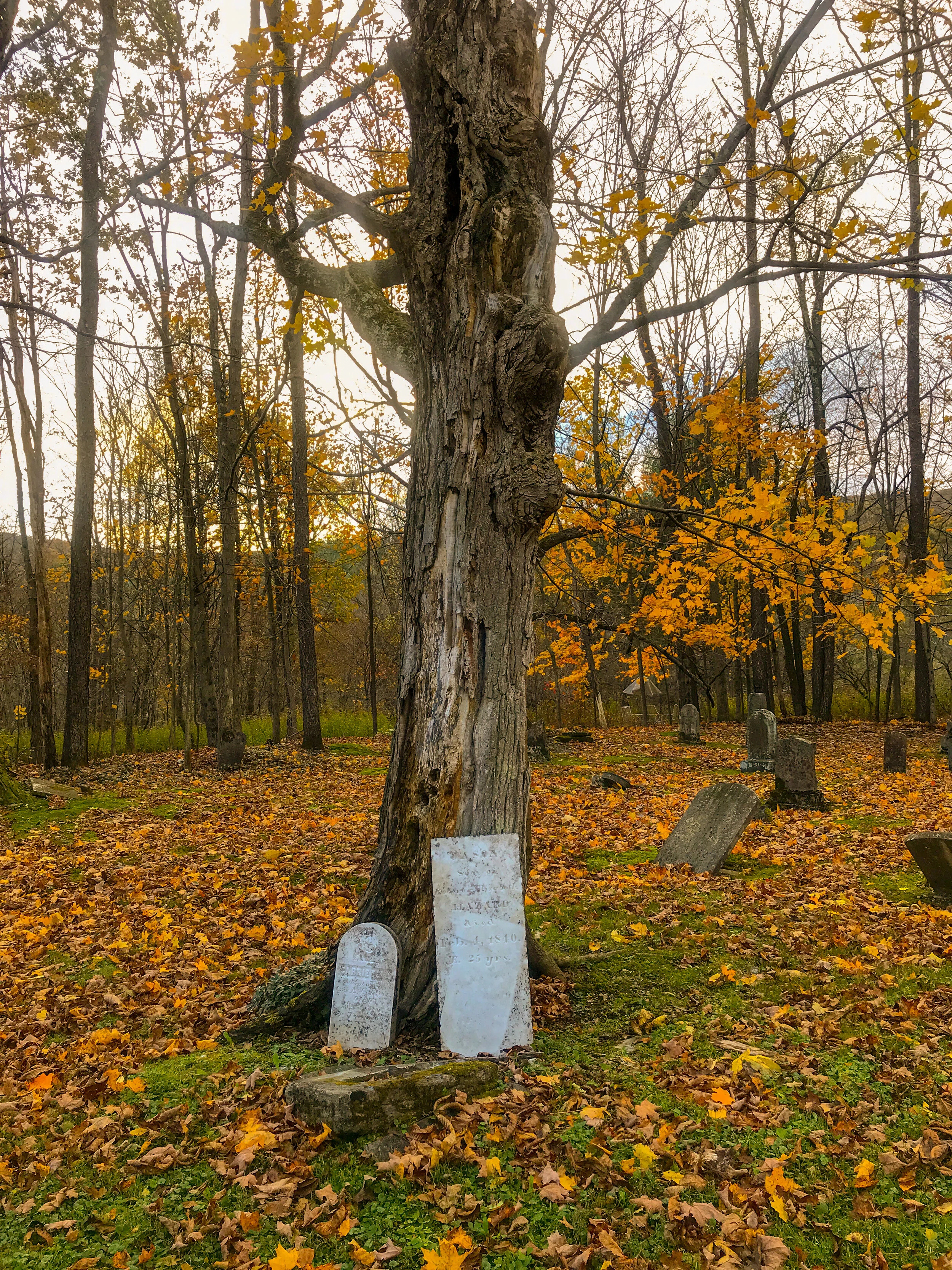 Eurydice: Gravestones and tree