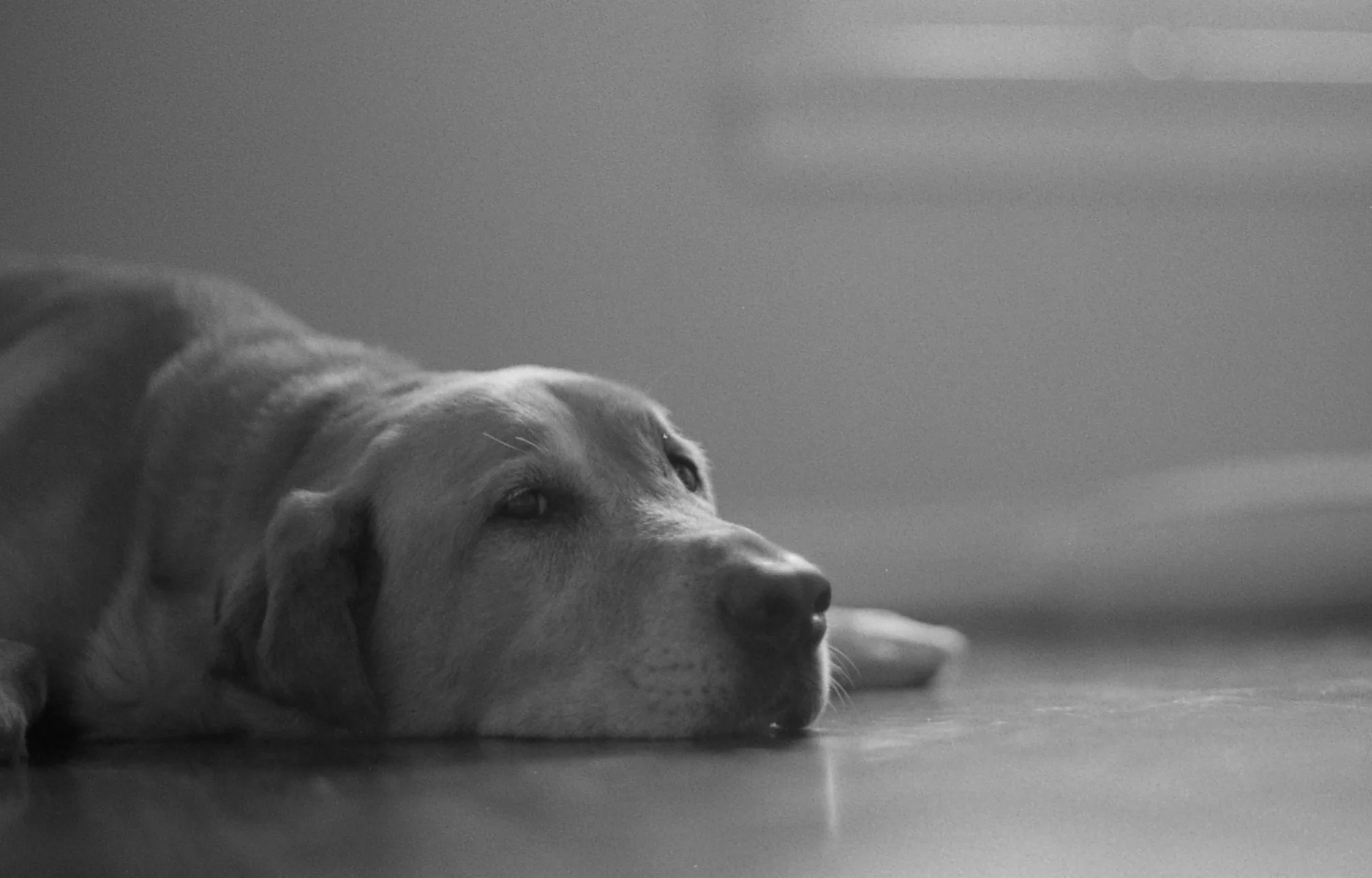 Emme. Summer 2016. (Tri-X 400)