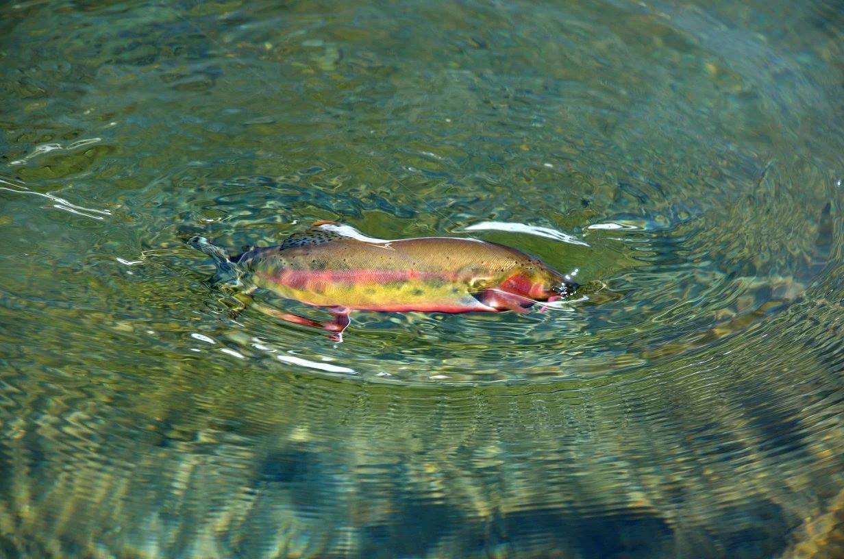 Greg Vinci Fly Fishing the CA Trout Highway