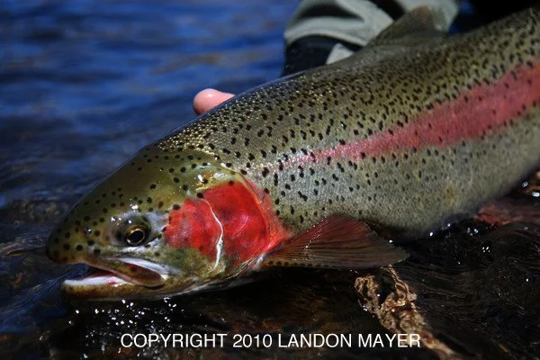 Landon Mayer's"Mastering The Short Game."