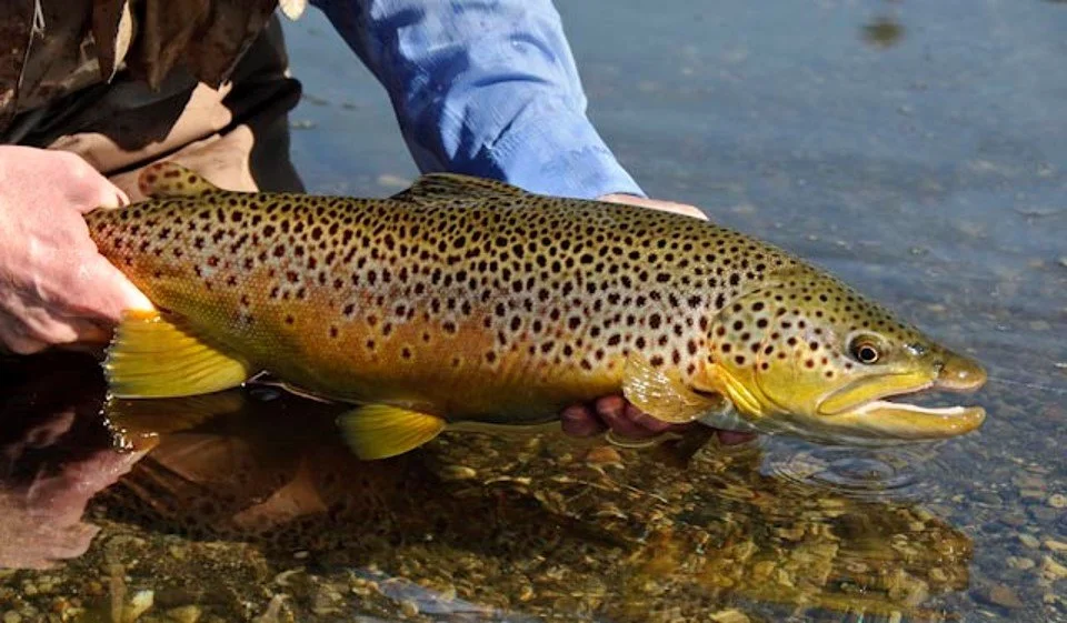 Mike Malekos “Sage Advice for Fishing California's Waters.”