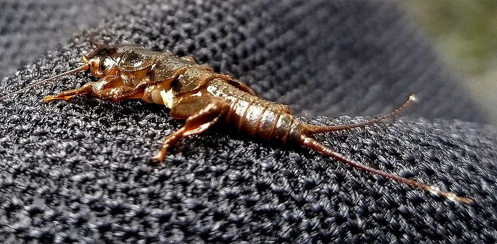 Tim Flagler Presents What Trout Eat And What To Feed Them