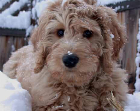 goldendoodle intelligence