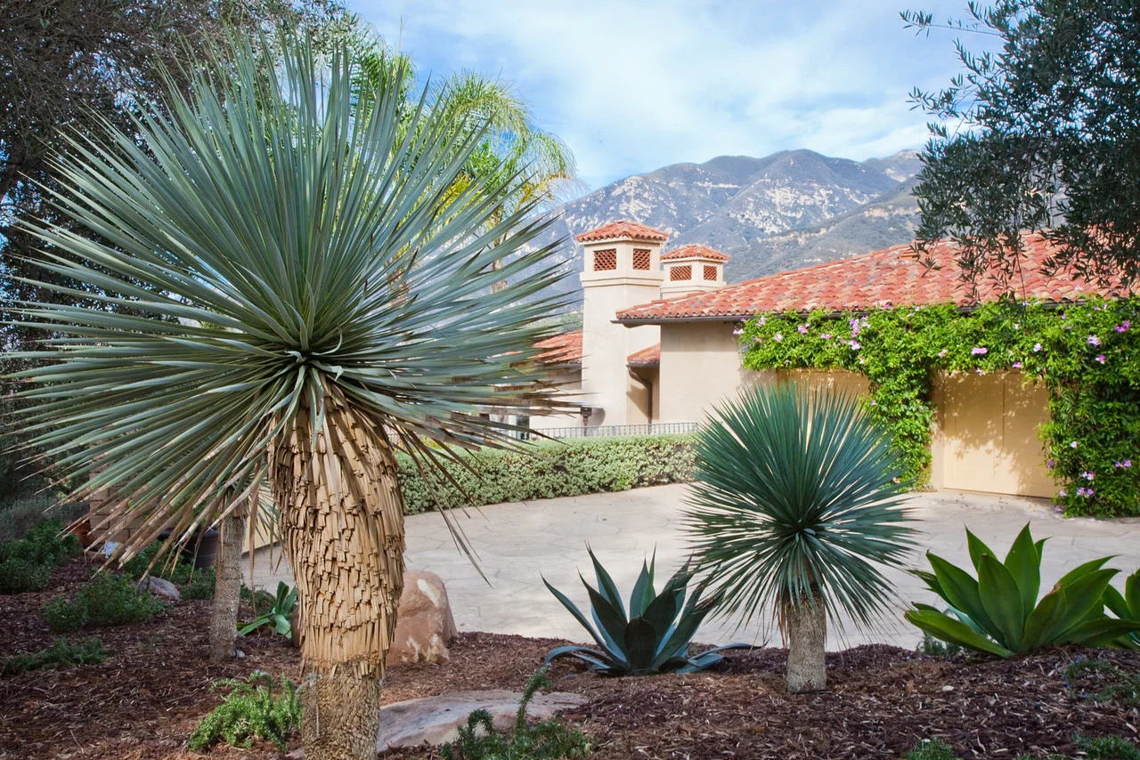 Yucca_VistaLinda.jpg
