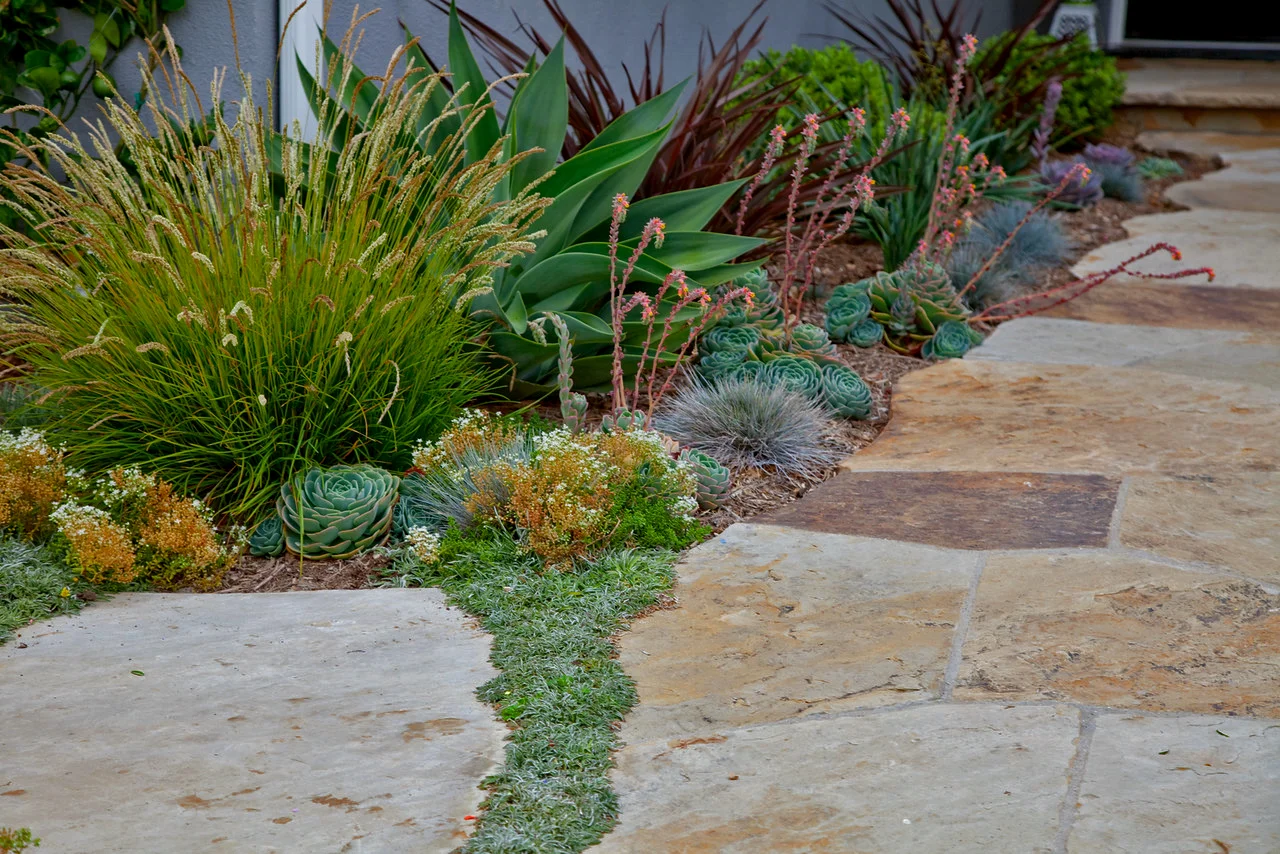 PlantFlagstone_Scribner.jpg