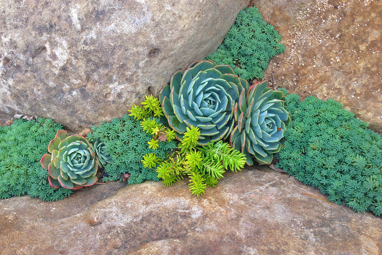 SucculentCrack_Scribner.jpg