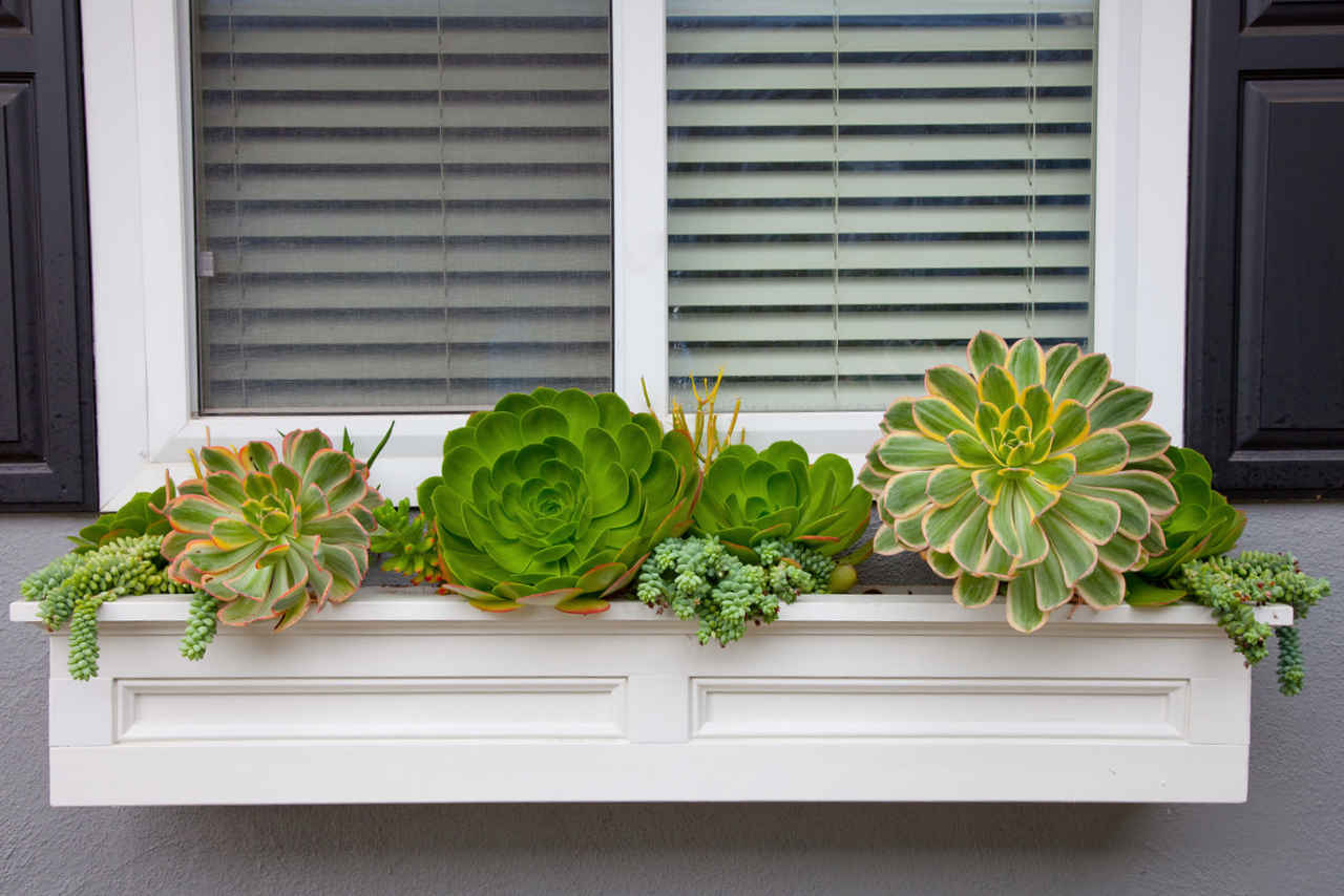 WindowBox_Scribner.jpg