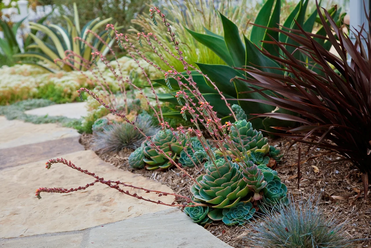 Imbricata_Scribner.jpg