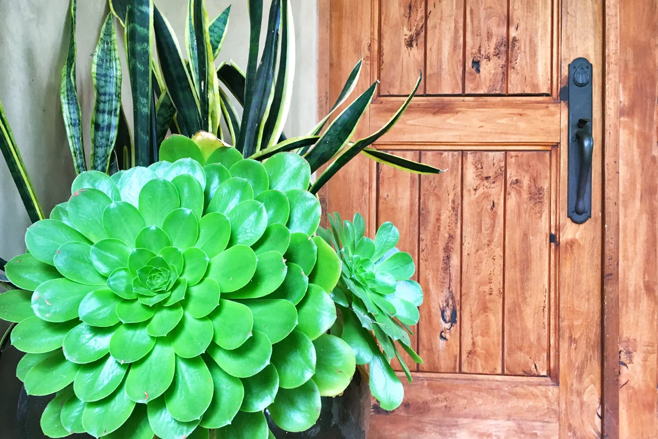 Aeonium_VistaLinda.jpg